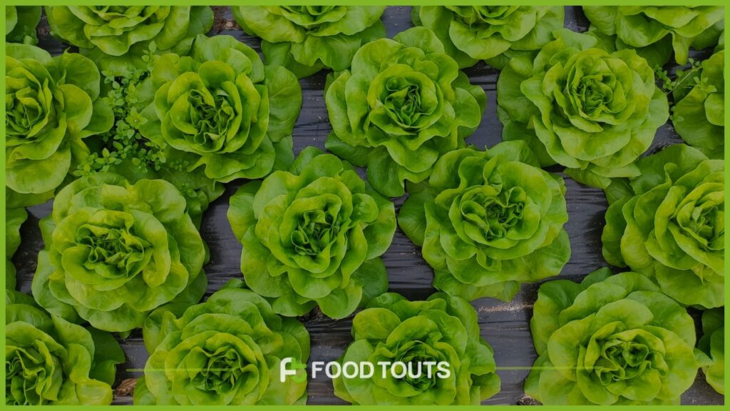 Lettuce Vegetable image